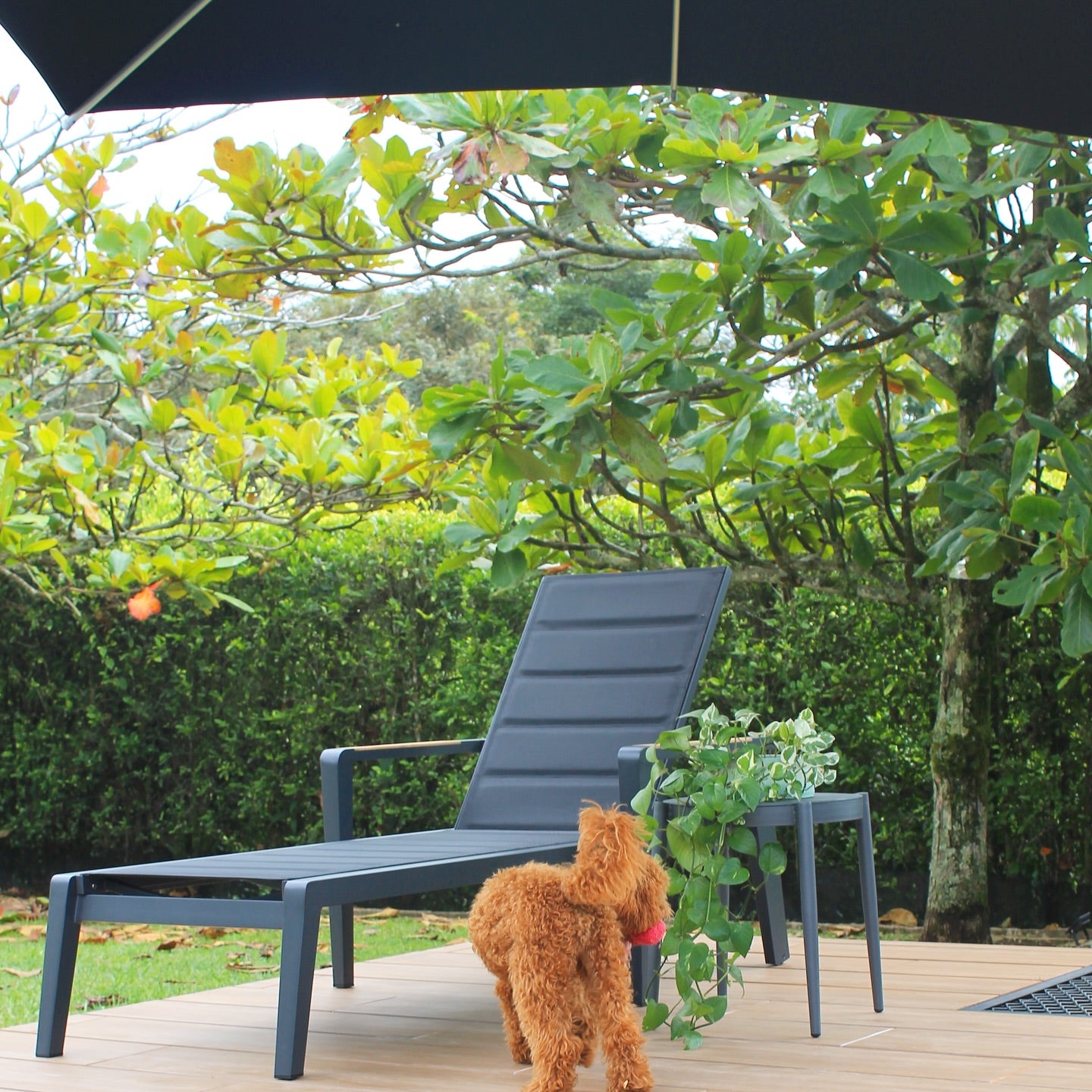 Vista de asoleadora MANHATTAN con brazos, camastro de aluminio con textilene negro para terraza
